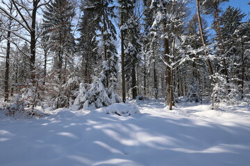 Winter, Frosty morning in the winter forest.