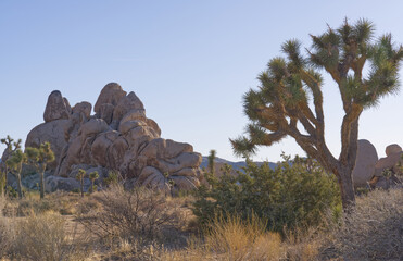 Boulders and Joshua Trees in Joshua Tree National Park, California.