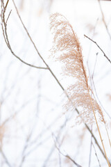 Pampas grass outdoors in light pastel colors, against the backdrop of snow