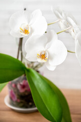 Fototapeta na wymiar Orchid plant with green leaves and bloominng white flowers grows in pot on windowsill