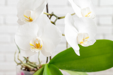 Fototapeta na wymiar Delicate white Phalaenopsis orchid flowers close up