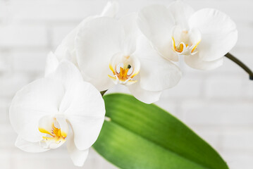 Delicate white Phalaenopsis orchid flowers close up floral background