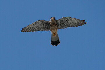 common kestrel in flight