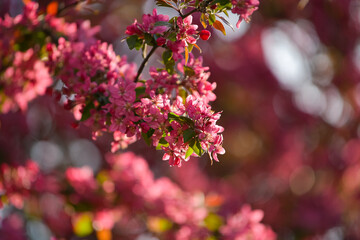 Amazing spring landscape. Beautiful pink purple cherry blossom flowers, close up photography with the symbols of spring. Floral design.
