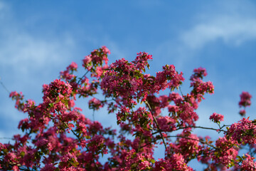 Amazing spring landscape. Beautiful pink purple cherry blossom flowers, close up photography with the symbols of spring. Floral design.