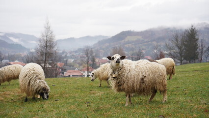 Obraz premium sheep graze in mountain meadows