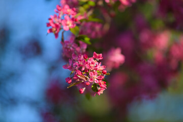 Amazing spring landscape. Beautiful pink purple cherry blossom flowers, close up photography with the symbols of spring. Floral design.