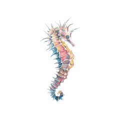 Watercolor illustration of a seahorse isolated object on a white background. Colorful, beautiful. Underwater world. For the design of postcards, posters, stickers, designs, patterns. © NATASHA-CHU