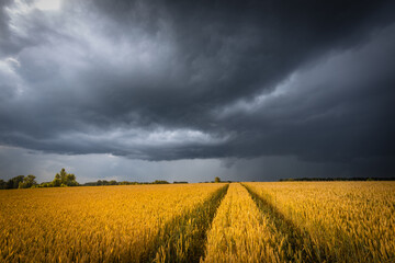 June wheat field under summer dark stormy sky with clouds. Wheat ears, ripening on a field. © stone36