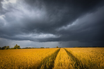 June wheat field under summer dark stormy sky with clouds. Wheat ears, ripening on a field.