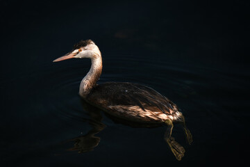 Podiceps cristatus in dark water