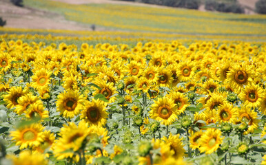 Sunflower Field 2