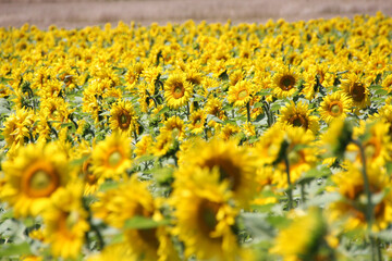 Obraz premium Sunflower Field