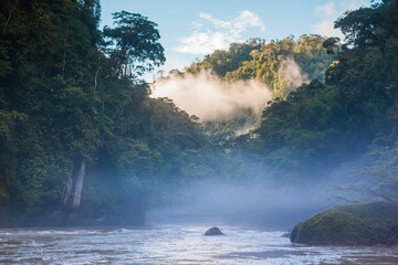 Jungle of the Peruvian Amazon. Fog and sunset light