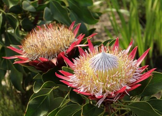 Big red Protea flowers