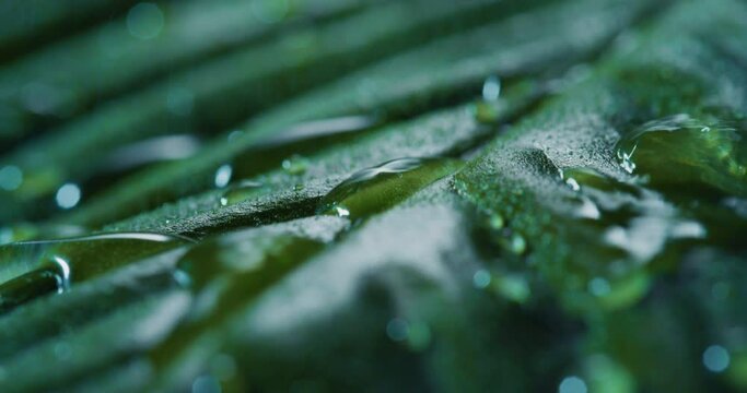 Alternative macro shot of exotic leaf details with falling drops while raining on tropical rainforest nature foliage background.