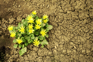 Blooming spring chistyak Ficaria verna on the background of the soil copy space