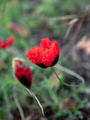 Several red poppies on a green meadow. Close-up of a red poppy flower. Beautiful spring. Nature. Vertically
