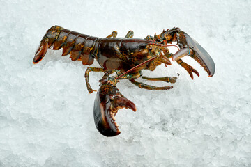 A live Boston lobster on ice. Close-up
