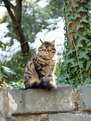 A beautiful, fluffy, tabby (brown-black in color) street cat with yellow eyes sits on a stone fence outside in a park. Early spring. In the background nature: tree, grass, leaves, snow. Vertical