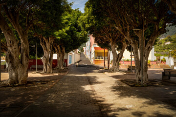 Tree lined avenue