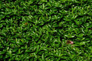 Fototapeta na wymiar Image of banyan leaf background texture.