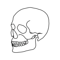 A human skull, drawn by outline. Vector Stock illustration.