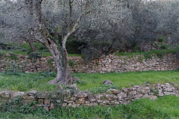 Terraced stone walls support olive trees on the hillside, Province of Imperia, Italy
