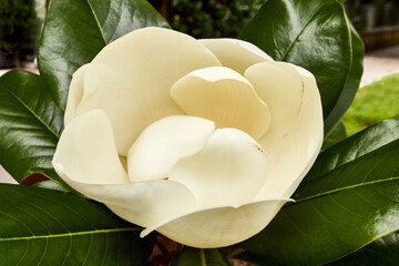 Magnolie, Italien, Pflanze, Baum