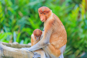 proboscis monkey or nasalis larvatus