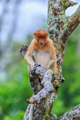 proboscis monkey or nasalis larvatus
