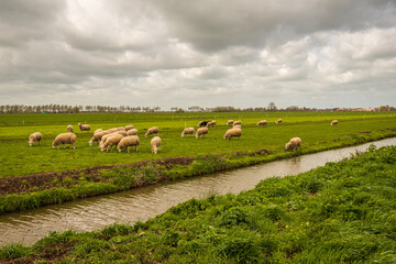 Fototapeta premium Characteristic Dutch polder landscape with sheep and a ditch. The photo was taken on a cloudy day at the beginning of spring near the village of Goudriaan, municipality of Molenlanden, South Holland.