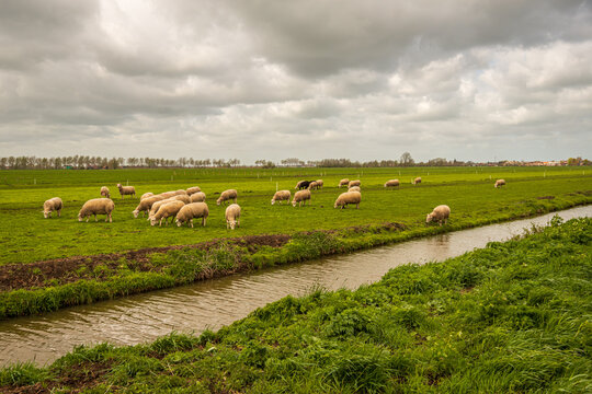 Characteristic Dutch polder landscape with sheep and a ditch. The photo was taken on a cloudy day at the beginning of spring near the village of Goudriaan, municipality of Molenlanden, South Holland.
