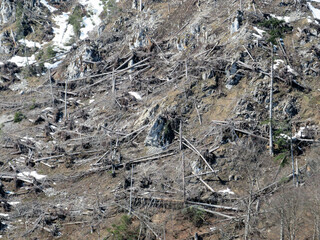 Remains of broken trees and destroyed forests after a devastating avalanche on the slopes of the...