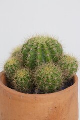 cactus in a pot