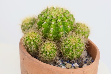 cactus in a pot