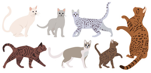 cat set flat design, isolated, vector