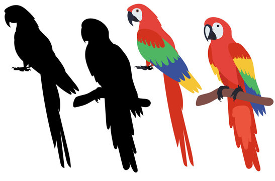parrot flat design, isolated, vector