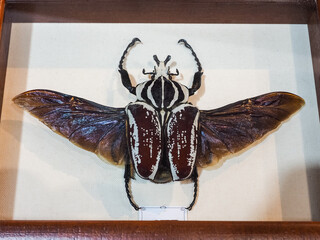 Goliath beetle (Goliathus goliathus) with spread wings in a beetle collection frame. isolated against white background.
