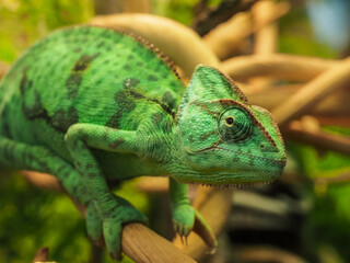 Chameleon close-up. Beautiful reptile chameleon with bright skin on a branch in natural habitat. Exotic tropical animals. © Evgeniy