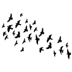 Plakat flying birds silhouette, isolated on white background vector