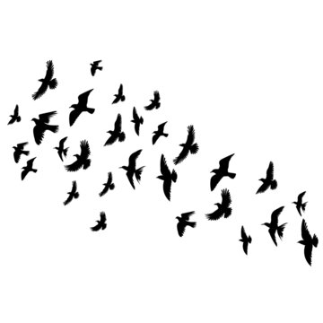 flying birds silhouette, isolated on white background vector