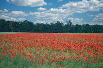The corn poppy shines in a red blaze of color. The delicate flowers in the cornfield.