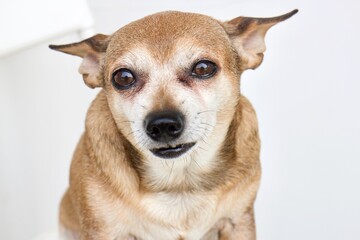 chihuahua dog portrait