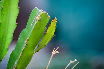 Dragon fruit small plants in the pot