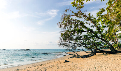Old tree on the beach, tropical summer beach, nature background, environmental concept