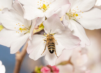 Macro photo of honey bee collecting pollen from blossoming spring flower. Concept of agriculture on...
