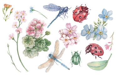 dragonfly beetle ladybug insects and flowers geranium and forget-me-nots beautiful spring clipart hand drawn watercolor set separately on white background nature plants © Paint_art