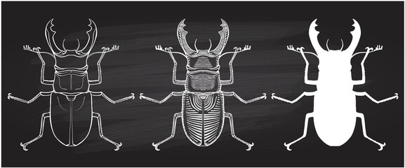 Stag-beetles chalk style sketch graphic vector illustration set