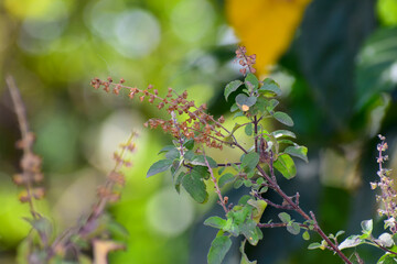 Tulsi or holy basil flowers and leaves used for tredional medicine, a plant considered sacred in India.